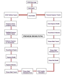 Primer Designing By Primer-Blast