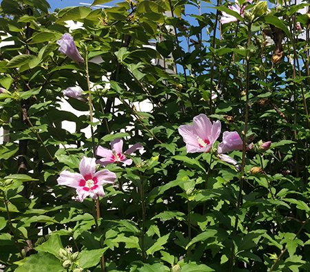 花こよみ水無月 菖蒲 -