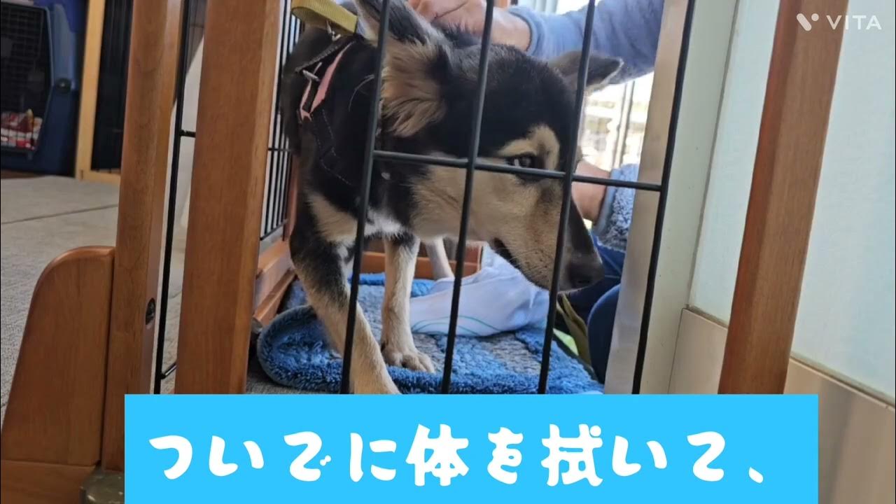 人が大好き、元気で明るい柴女子］｜保護犬・保護猫の里親募集なら「しっぽの出逢い」