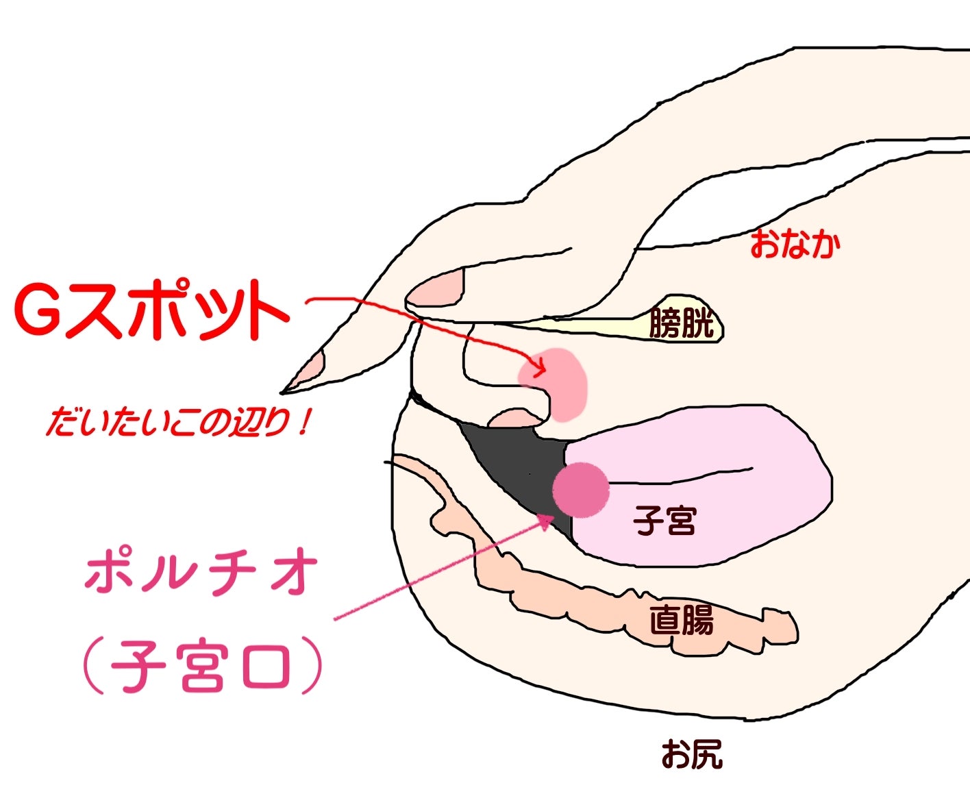 ボクは見てしまった!姉がディルドを使って騎乗位と中イキ練習している姿を!真剣な練習風景がエロ過ぎ!しかもディルドとボクの勃起チ○ポは激似!…（Hunter）の通販・購入はメロンブックス  |