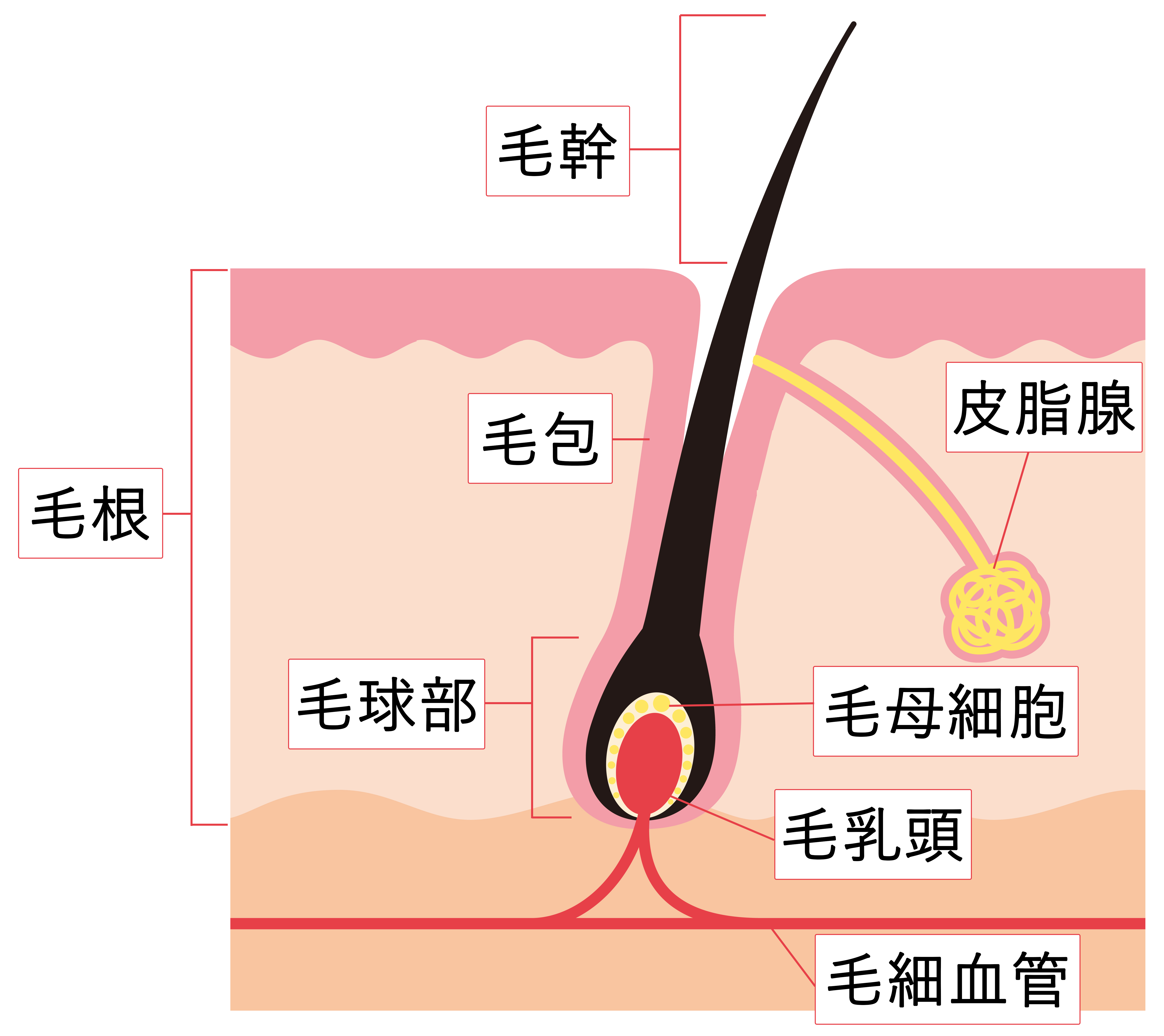 足の甲の毛は処理すべき？医療脱毛をおすすめする理由 - 銀座・名古屋・心斎橋の美肌治療は椿クリニック