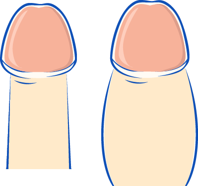 【ペニス図鑑】正しい測り方と硬さ・種類・長さ！