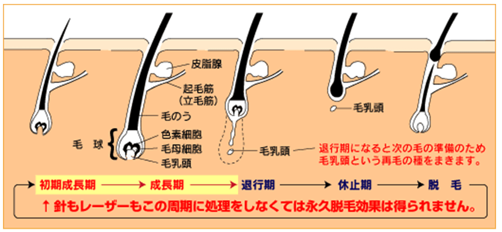 メンズTBCは嘘の評判？2回【3,825本】脱毛した効果の真相を解説！ | ヒゲ脱毛ガイド