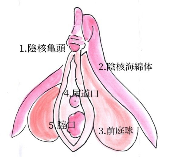 女性器は整形できる｜形や色が気になる女性へ伝えたい８つの美容整形について