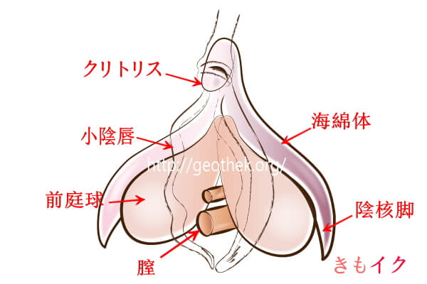 女性が感じる仕組みとは？オーガズムとスキーン腺の関係について解説 | コラム一覧｜  東京の婦人科形成・小陰唇縮小・婦人科形成（女性器形成）・包茎手術・膣ヒアルロン酸クリニック