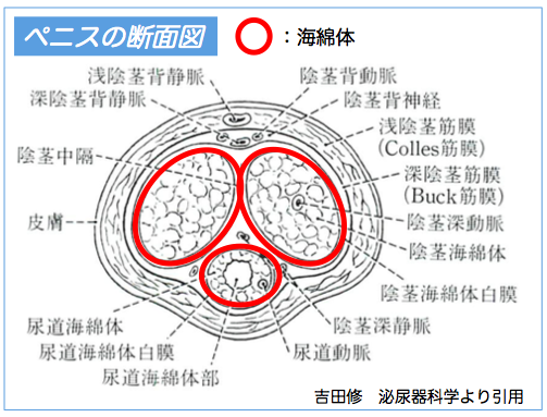 Amazon.co.jp: チントレ！ED気味のペニスを20代に戻す！ eBook :