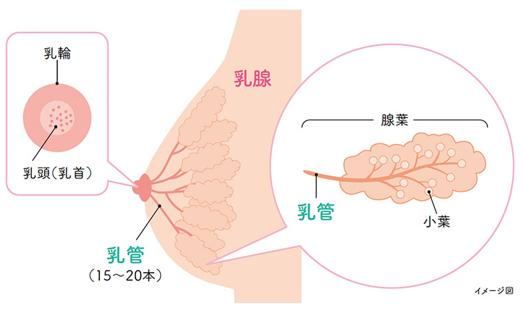 カードゲームやってて乳首開発してない人、全員バカです