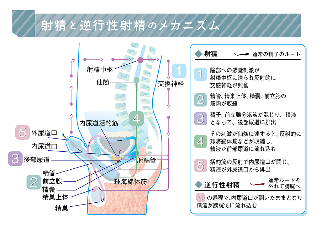 意外と知らない「勃起と射精」の仕組み。そのメカニズムを医師が解説 | ランドリーボックス