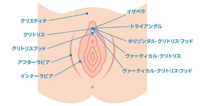 女性器のアレコレに正解をお届け！基礎知識編：ビューティコラム：美容外科 高須クリニック