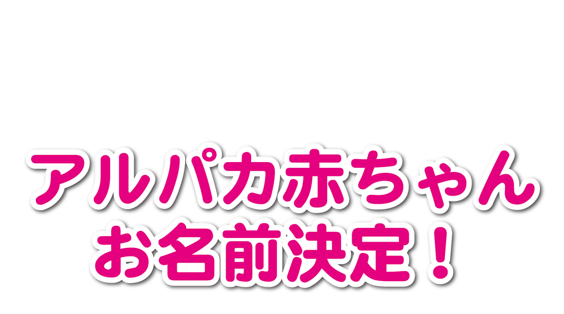 日本最北に暮らすアルパカへ、暑さをしのぐ快適な日よけを！（小澤祐子【ビバアルパカ牧場】 2019/04/22 公開） -