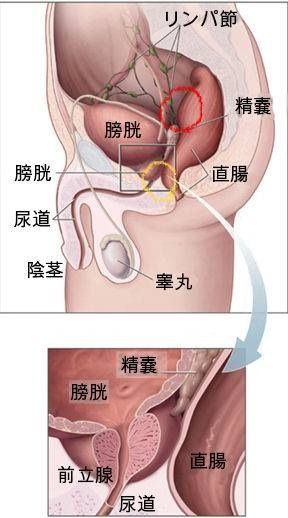 中イキに必要なGスポットの場所を知る方法と開発する方法 | 中イキしたい女性専用性感マッサージ「リップス」