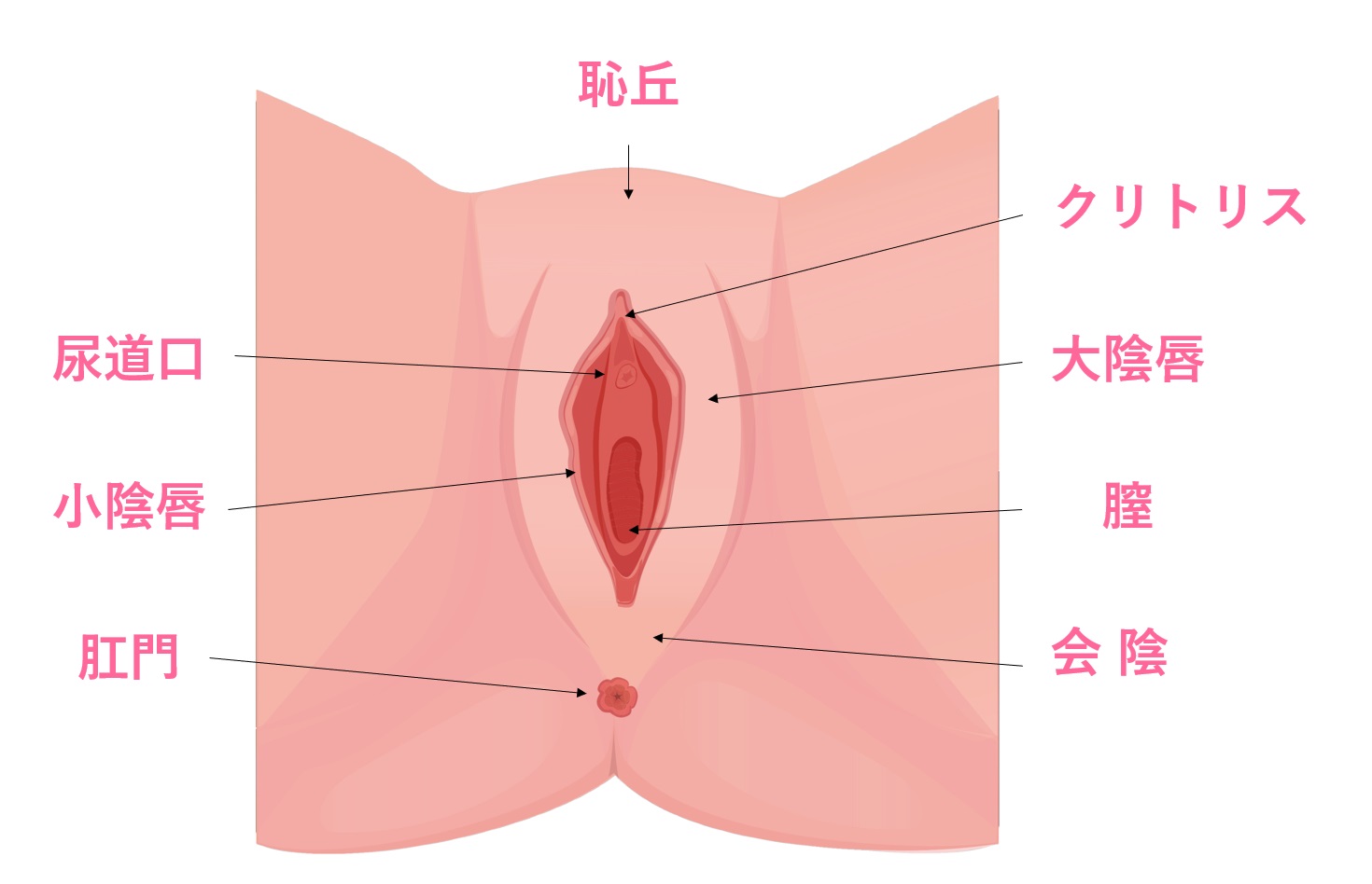 生き物 昆虫 クリサキテントウ、終齢幼虫。一センチほどの大きさでなかなかの迫力ですの写真素材 [45281810] -