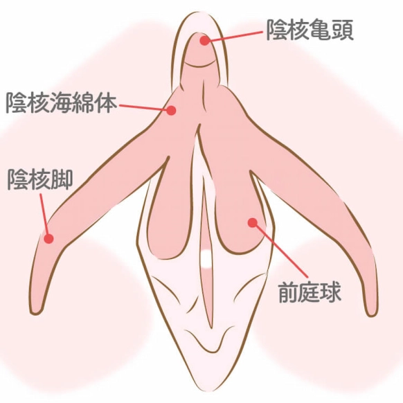 処女への手マンや愛撫方法！処女膜と指入れ - 夜の保健室