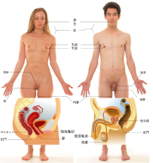 キ○タマがふやけてアナルがヒクつき乳首が超敏感になる男の全性感帯を刺激する回春エステ全身舐めコース 16人 4時間 無料サンプル動画あり