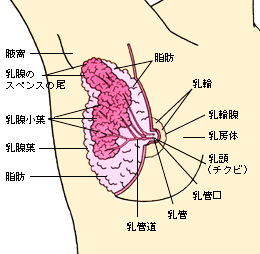 胸のGスポットで胸イキ！スペンス乳腺開発 - 夜の保健室