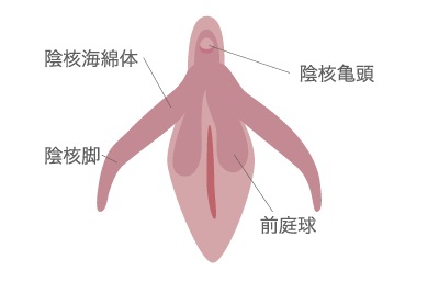 クリトリス包茎手術｜見た目・感度を改善！女性器整形「クリトリス包茎手術」の効果・経過・ダウンタイムとは｜美容整形・美容外科のTAクリニックグループ