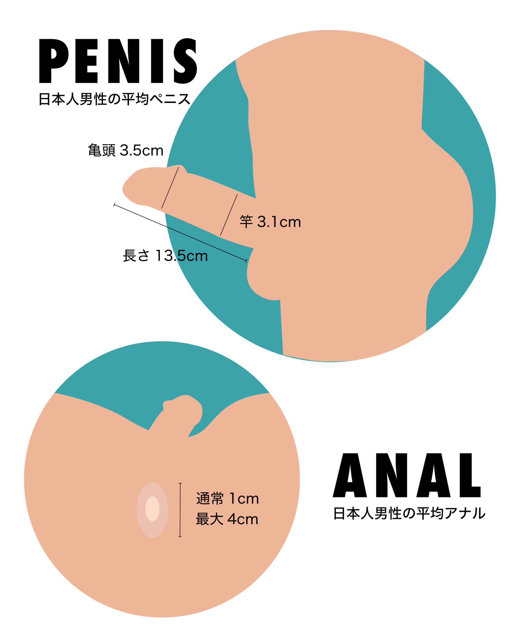 アナルで絶頂！S字結腸イキとは？ | エネマグラ（ENEMAGRA）公式サイト