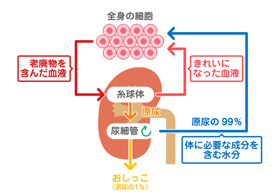 睡眠不足に注意！ 脳の老廃物掃除は夜勤体制 - 日本経済新聞