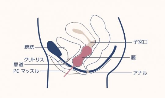 膣圧トレーニンググッズのおすすめ人気ランキング【2024年】 | マイベスト