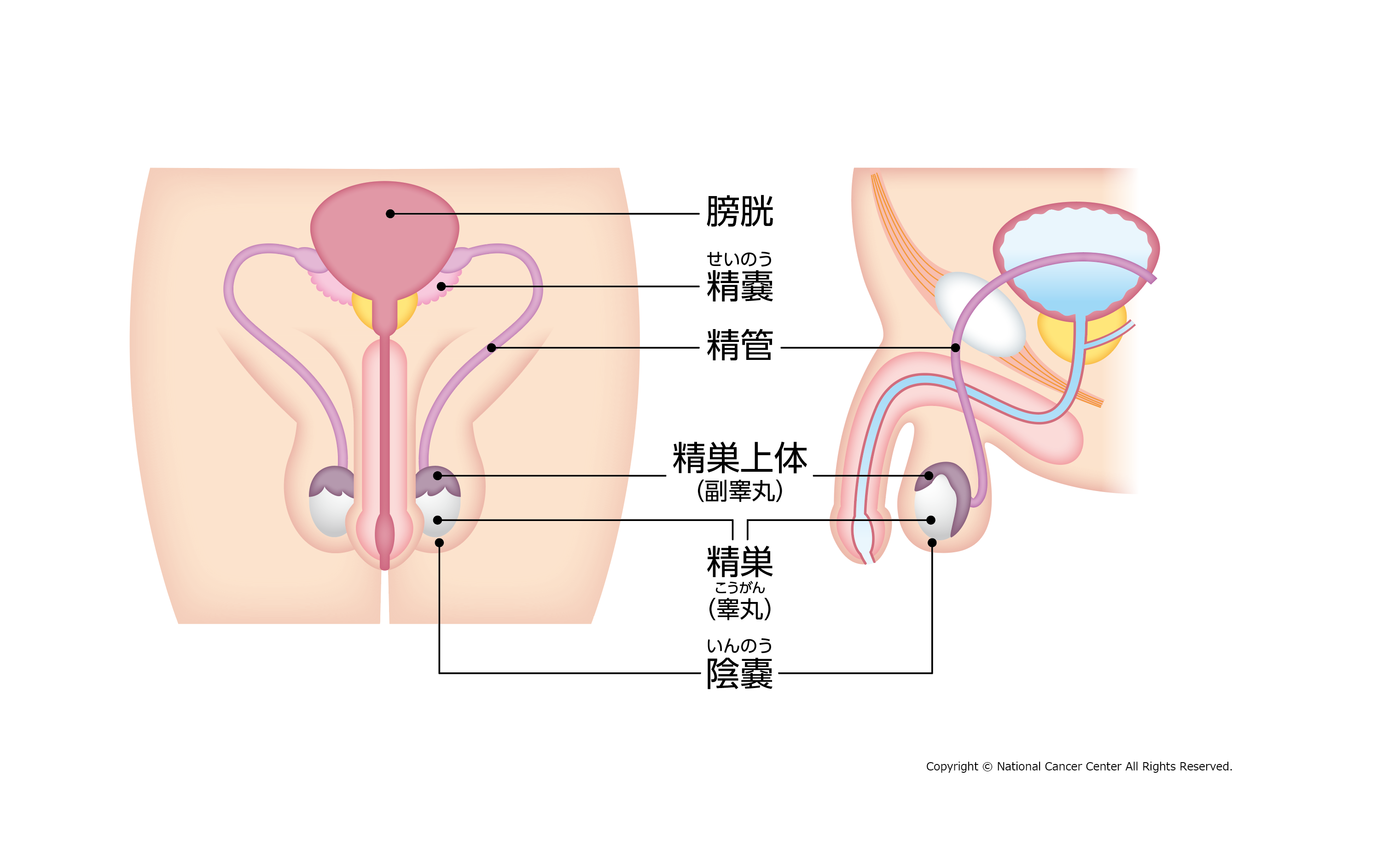 前立腺マッサージとはどんなプレイ？ 風俗エステ嬢がやり方を詳細解説 | シンデレラグループ公式サイト