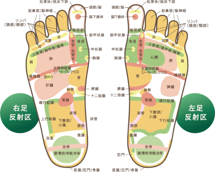 必見！リフレクソロジーの仕事内容とは？｜リフレクソロジースクール・専門校｜日本リフレクソロジスト養成学院REFLE（リフレ）  リフレクソロジースクール・専門学校