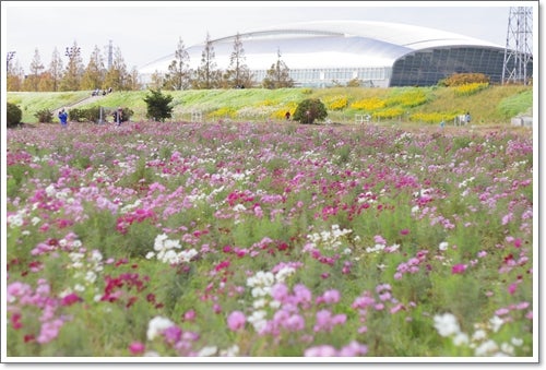 コスモス イシックス馬入のお花畑(神奈川県平塚市) -