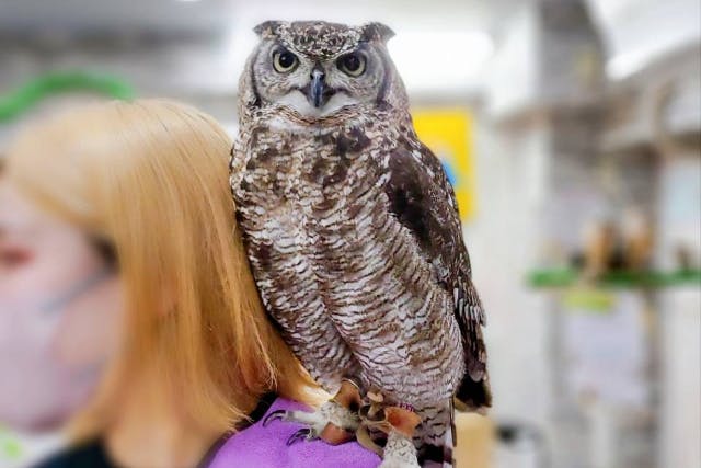 体験型フクロウカフェ［体験料・エサ代込み］フクロウとハリネズミ・爬虫類・ふれあい体験☆カップル・女性同士・お子様連れのファミリーにもオススメ人気プラン♪【フクロウカフェ・動物カフェ  体験 池袋西口】/あうるぱーく