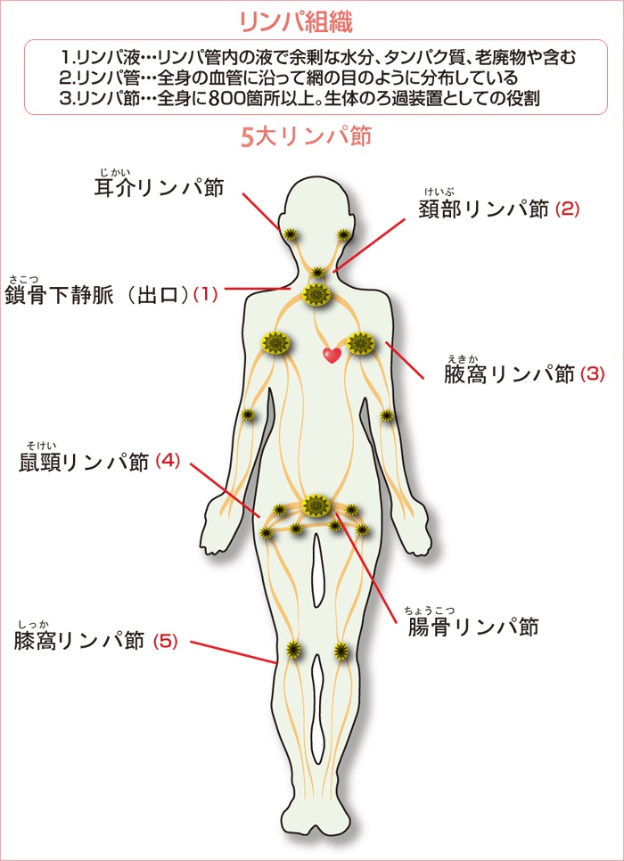 小顔効果も！首のリンパマッサージのやり方まとめ【お悩み別】 | 美的.com