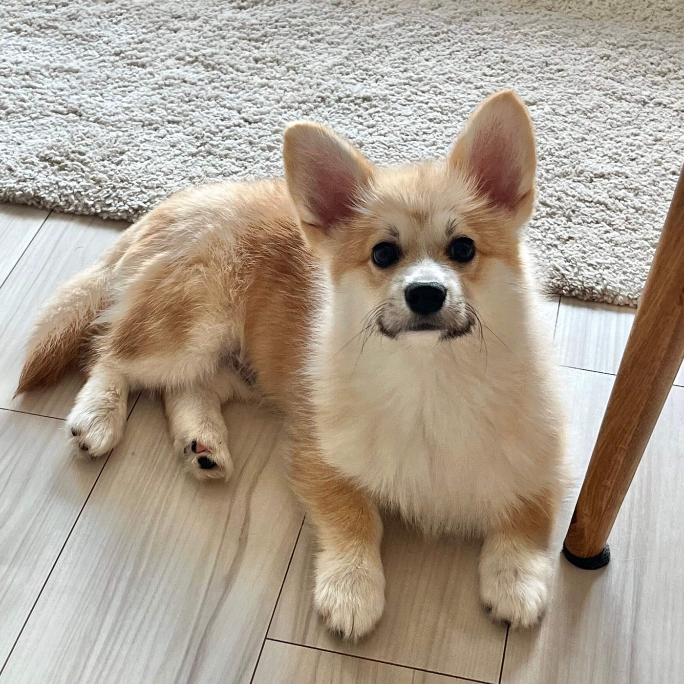 巣立った子犬子猫たち・詳細 愛知県名古屋市のペットショップ ワンラブ