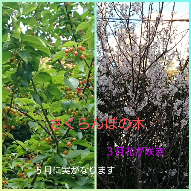 名古屋短期大学・桜花学園大学