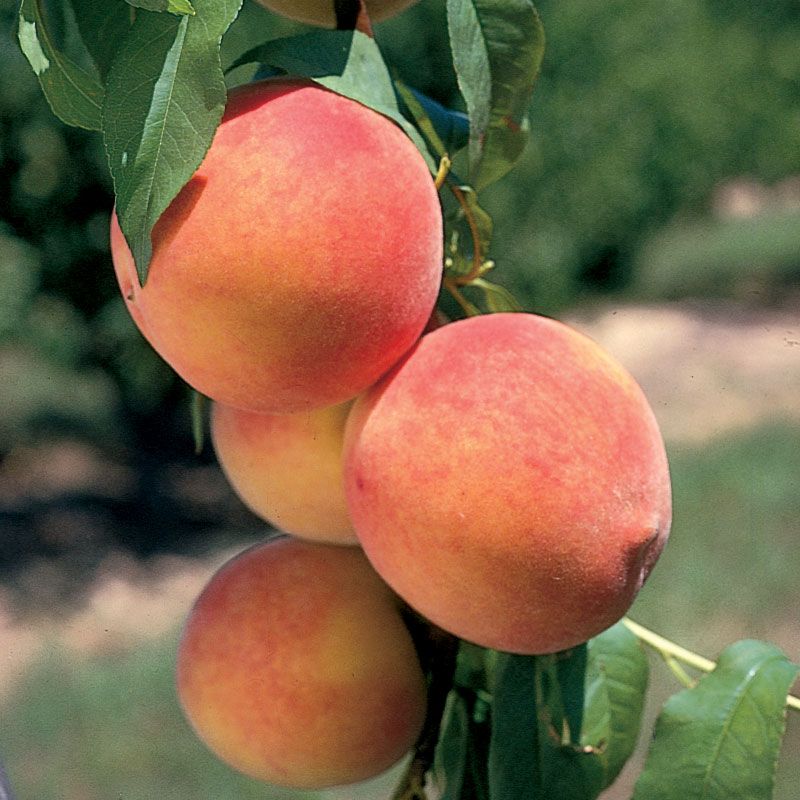 9 Fun Facts About Peaches