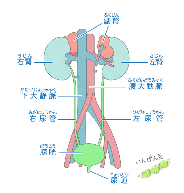 顔を押して痛いところは老廃物が溜まってる所！放置してるとたるみの原因になります | 