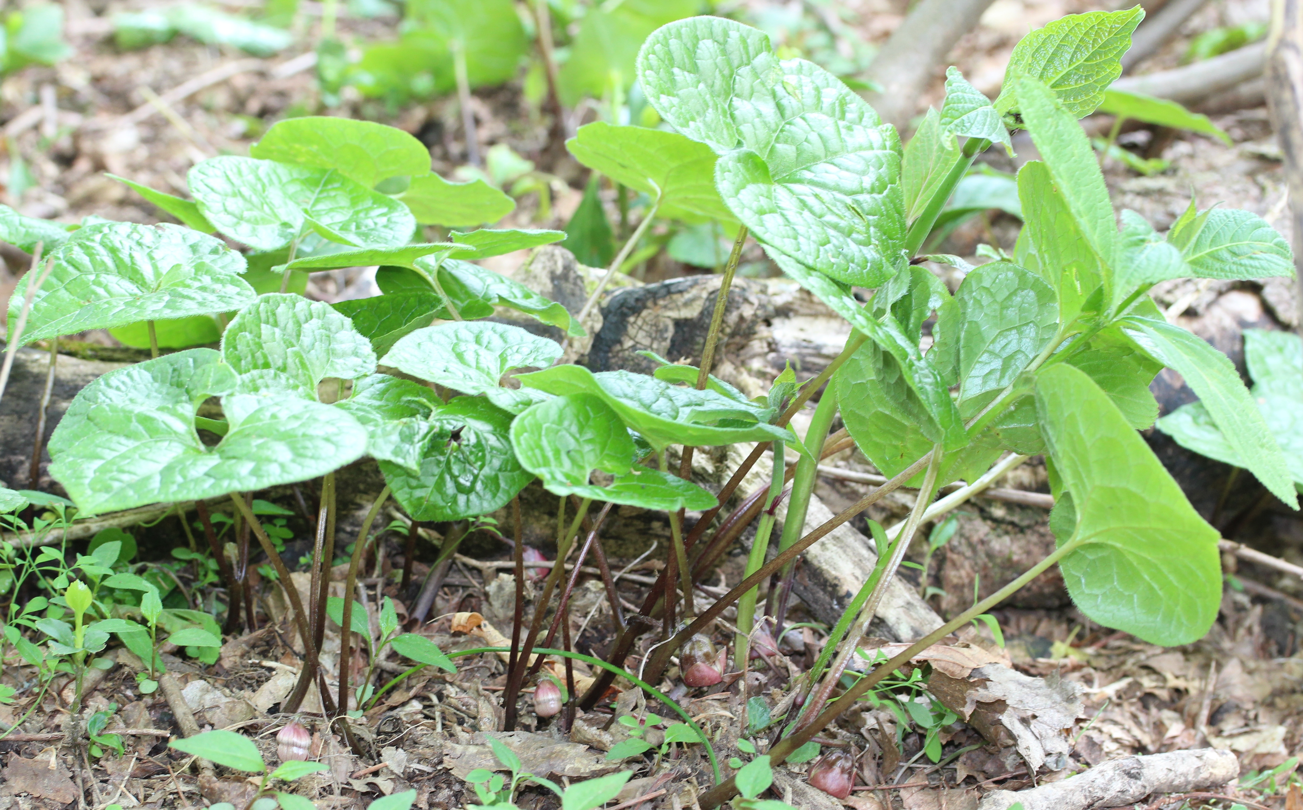 ホームズ】葵荘(目黒区)の賃貸情報