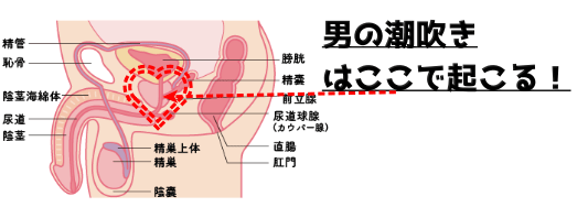 【研究】女性の潮吹きとは？メカニズムと隠された真実2選