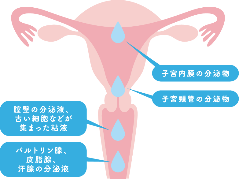 着床は性行為から何日後？受精から妊娠成立までの流れ - 三軒茶屋ウィメンズクリニック