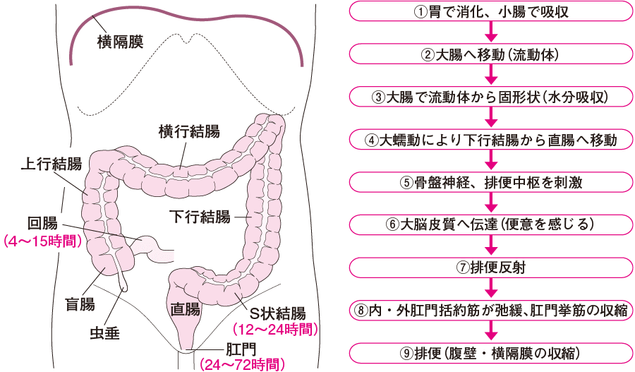 Amazon | Praxia アナル アナル棒