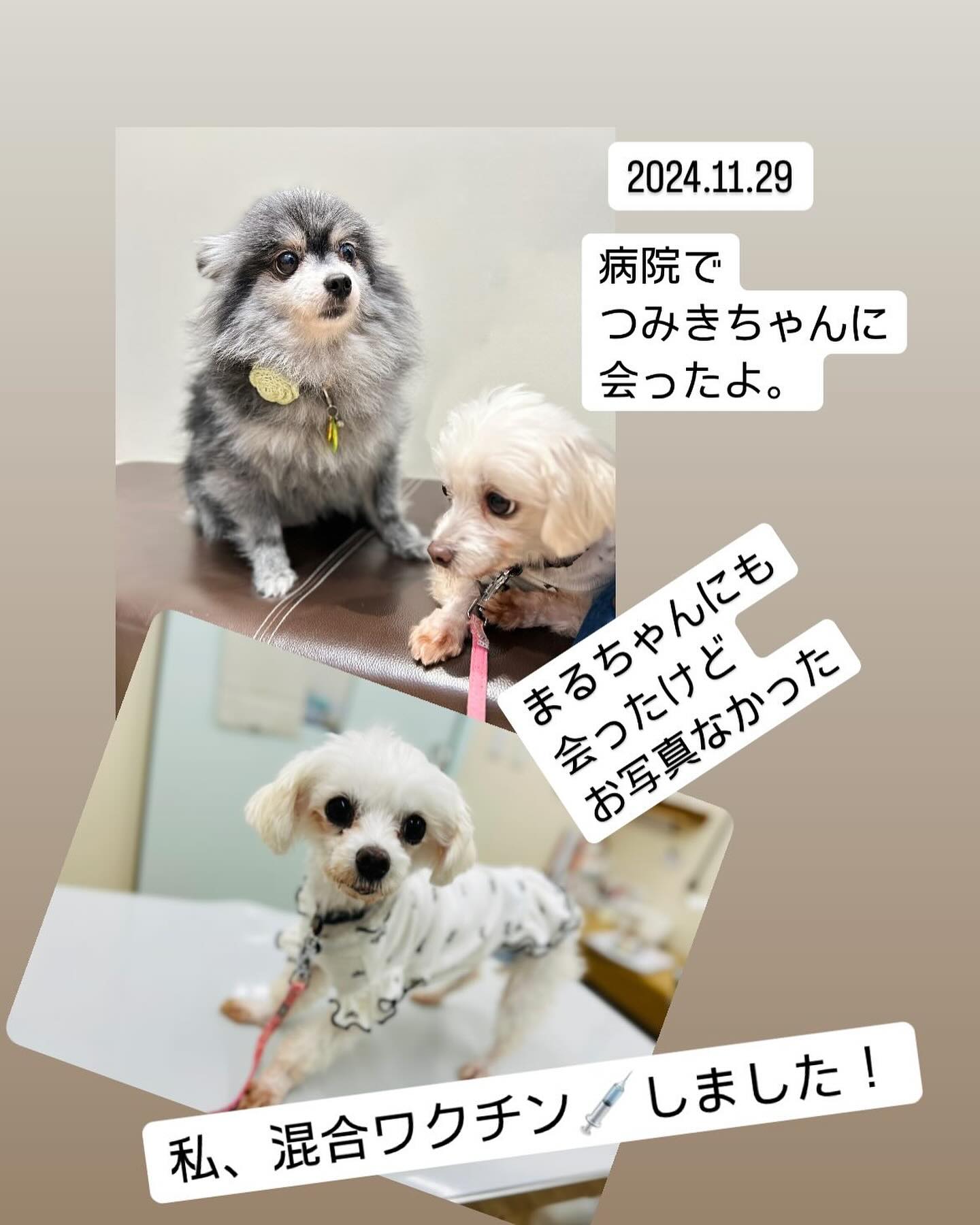 保護犬用シェルター兼ケア施設増設と重篤な保護犬の医療費にお力添え下さい - CAMPFIRE