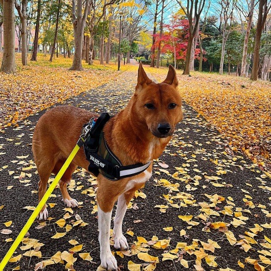 イベント - 犬猫愛護会わんぱーく 岡山・譲渡会・里親・ボランティア