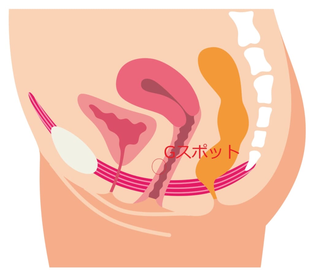 Gスポット＆ポルチオの気持ちよさを検証
