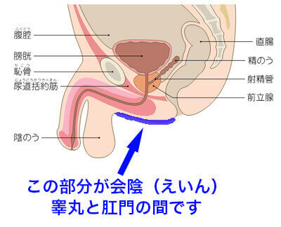 発見！私の前立腺の感度の高め方 | アネロスジャパン | ANEROS