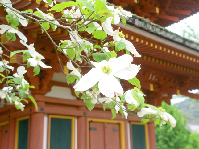 ハナミズキ花実紅葉散歩