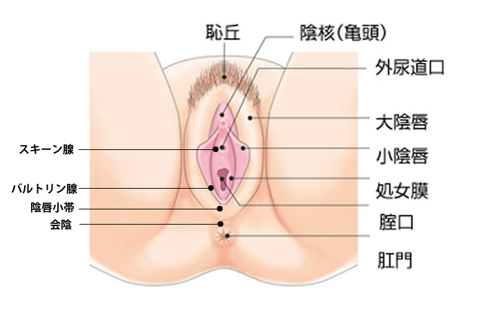 図入りで分かりやすく説明。女性器の名称と役割