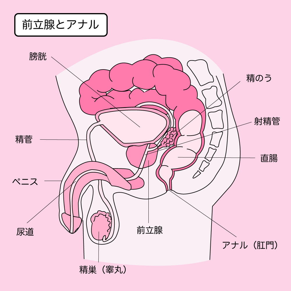 男同士でセックス（ゲイプレイ）するやり方を紹介！準備方法や気持ちいい体位も｜風じゃマガジン