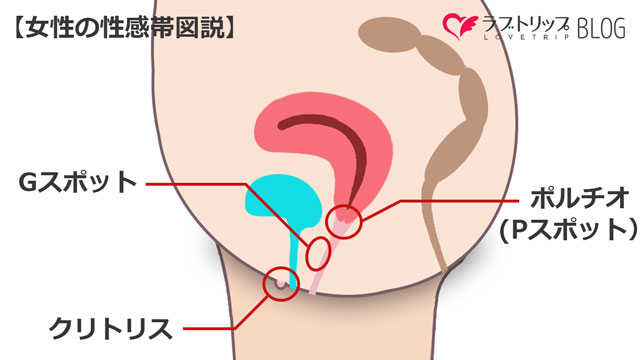 ファーストバイブ 膣トレ Gスポット開発丨大人のおもちゃとアダルトグッズ専門店ワイルドワン