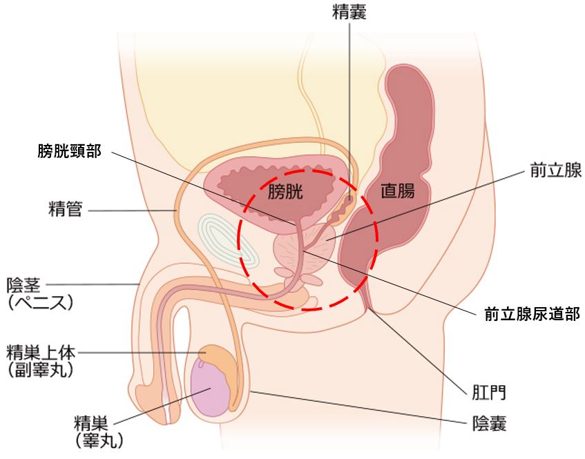 ランキング1位獲得】中イキ&潮吹きを医学的に理解してセッ○スでリピートされる男になる方法 | Tips