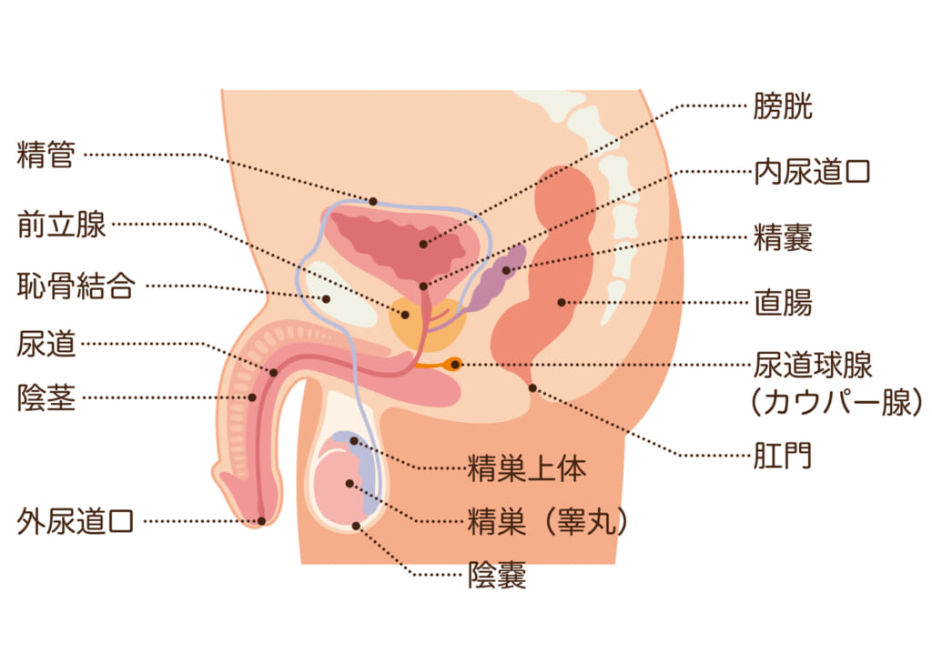 射精のやり方を知らない男子生徒に性教育する先生の話(ニホンツノ王) - FANZA同人