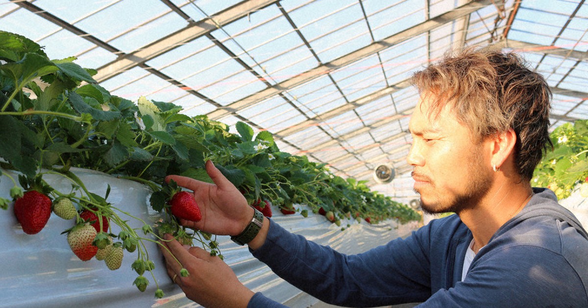 吉原いちご園 | 今週も楽しく開園しております🤗今週から少しずつ予約を増やせるようになってます❗️ いちごの調子も上がってきていて本格的にシーズン到来という感じです👍🏻❤️