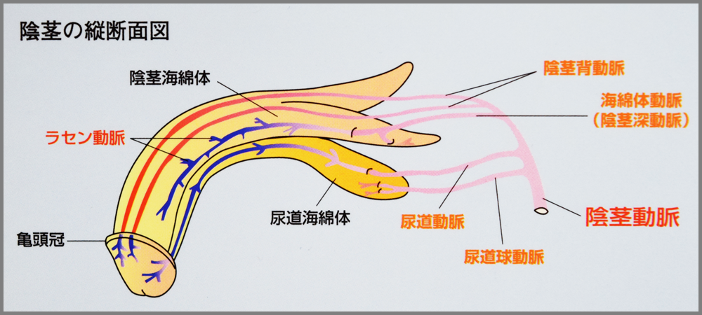 泌尿器科の専門医が解説】ペニス増大手術に関して知っておきたい８つの知識