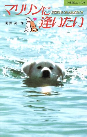 学校犬マリリンにあいたい 心から愛された犬の物語／関朝之(著者) |