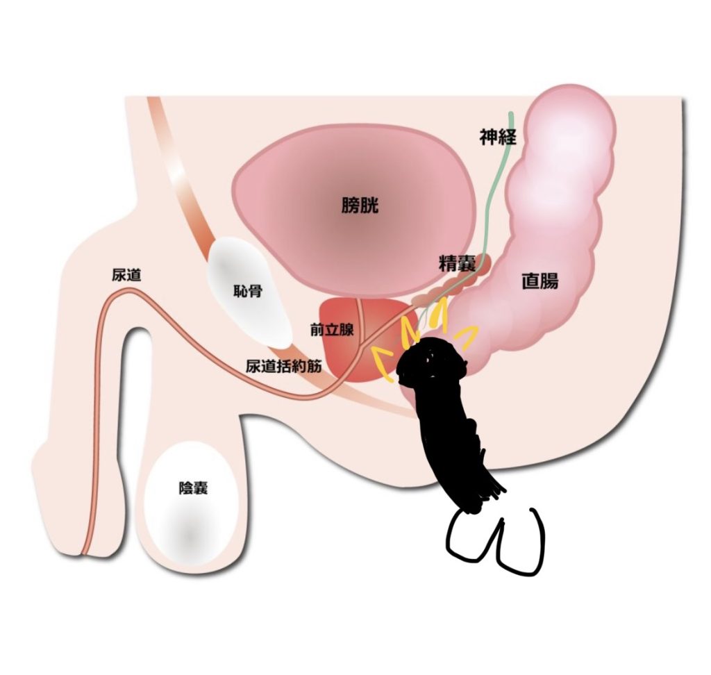 綺麗なちんこの条件はカリ高で軽く上反り | 男性生殖器マニア